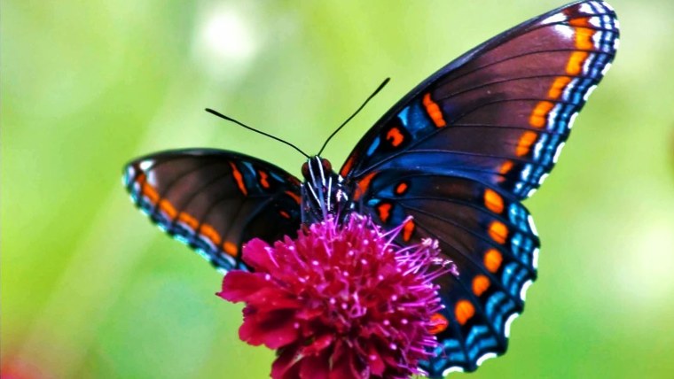 Олимпиус Инферно бабочка