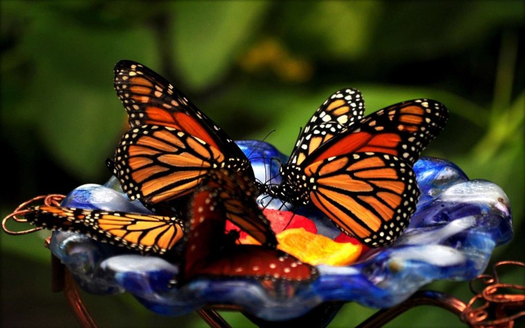 Бабочка на цветке