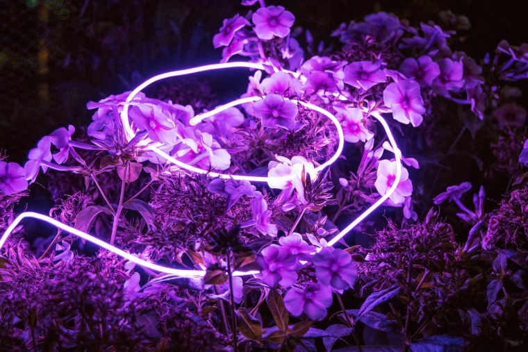 Эстетика фиолетового