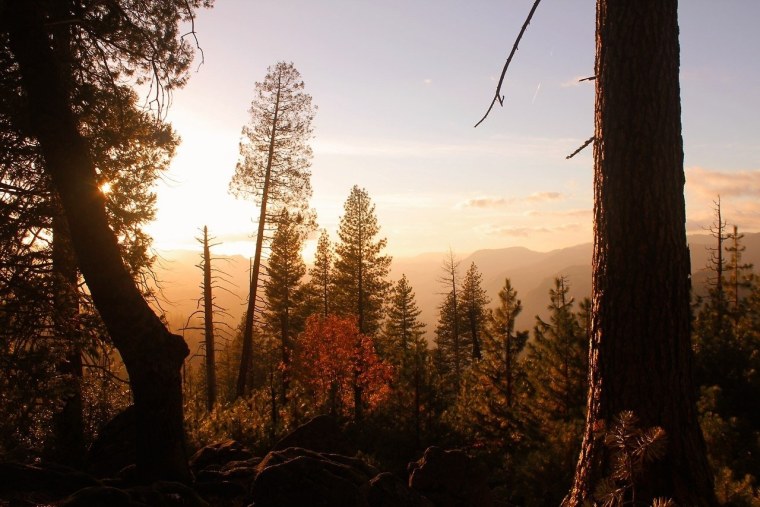 Эстетика леса