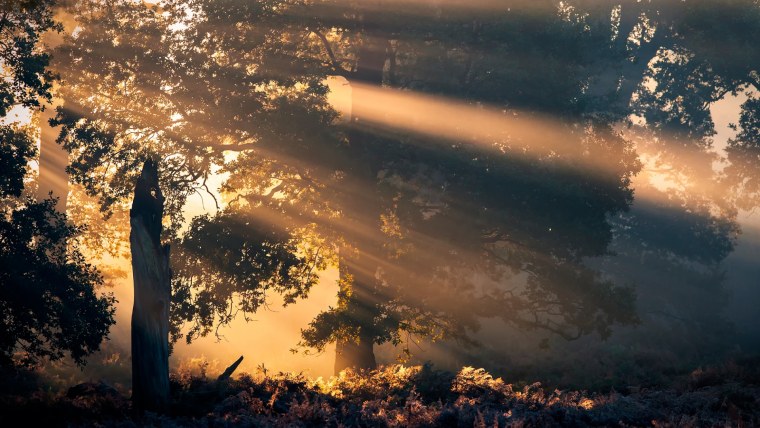 Пейзаж Эстетика