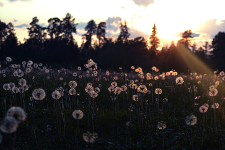 Атмосферные цветы