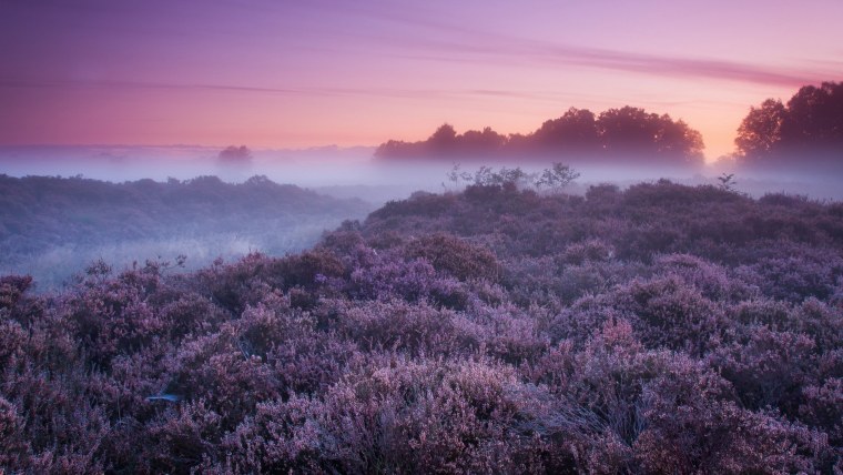 Вереск Шотландия