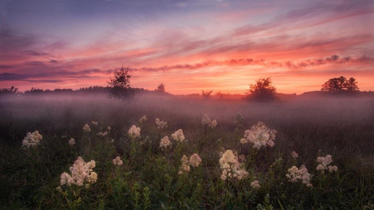 Летнее поле Эстетика