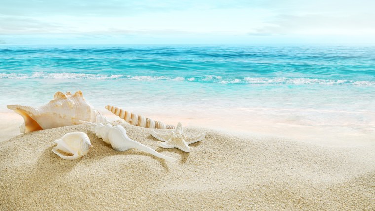 Море ракушки