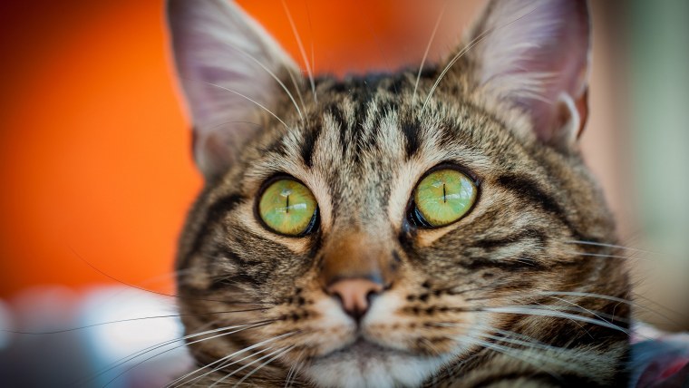 Полосатый кот морда