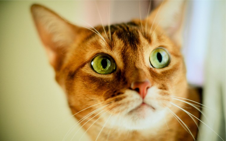 Абиссинская кошка