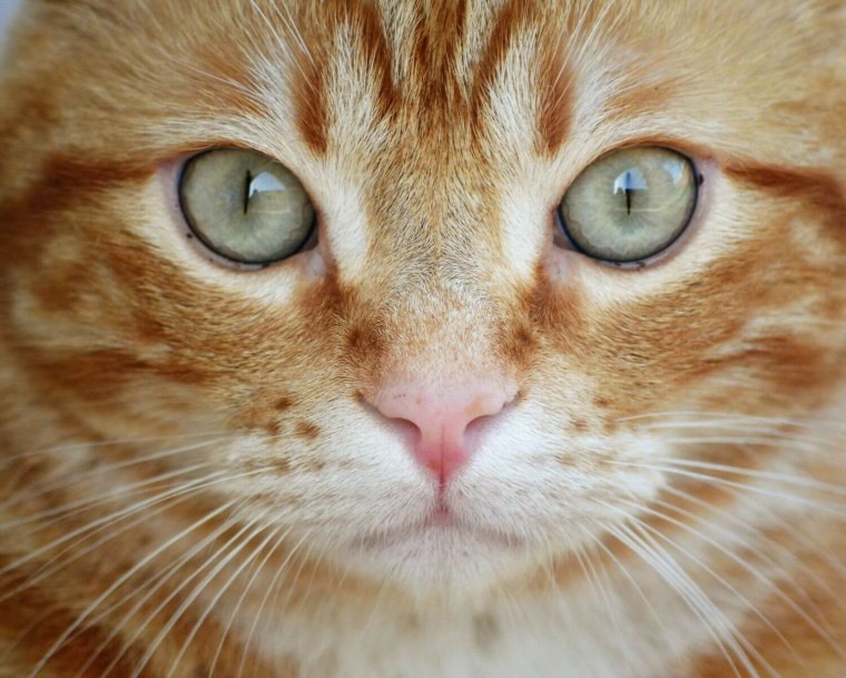 Морда кота крупным планом