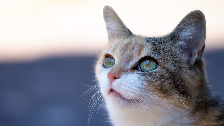 Взгляд кошки