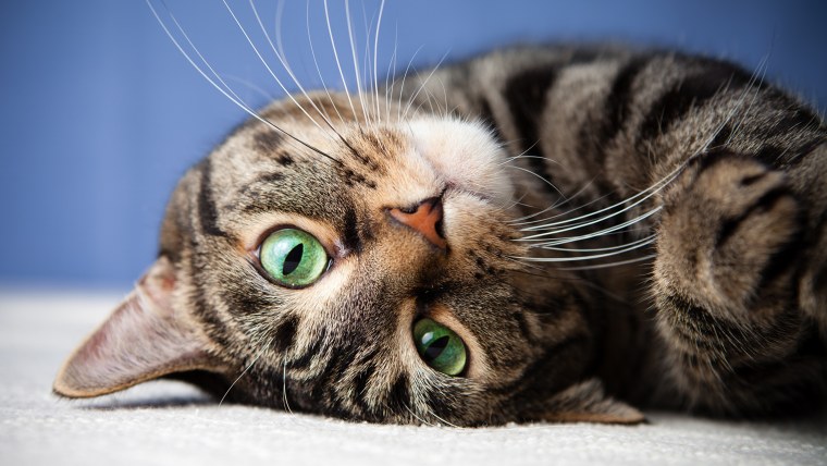 Американская короткошёрстная кошка