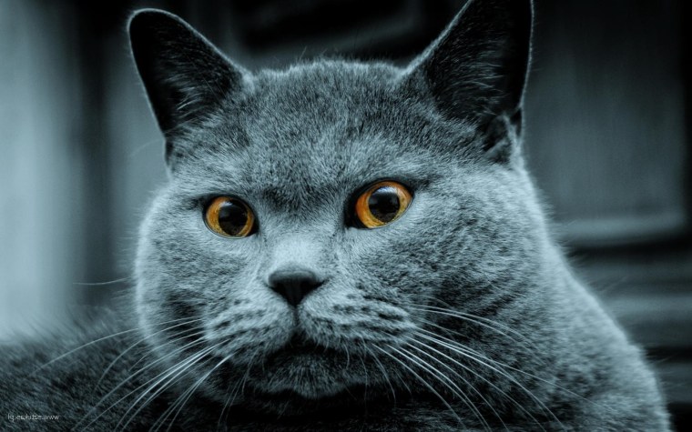 Картезианская кошка шартрез