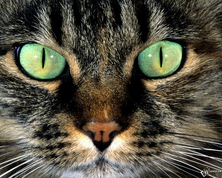 Кошачья мордочка