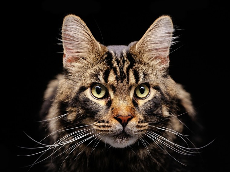 Кошка анфас