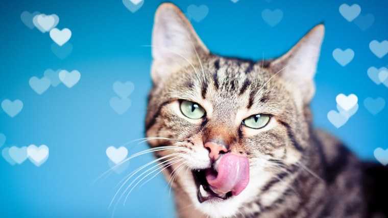 Кот облизывается