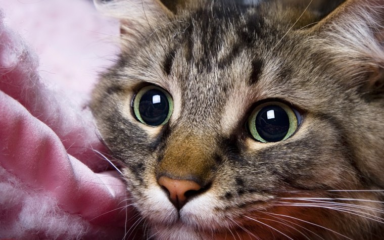 Красивые кошки