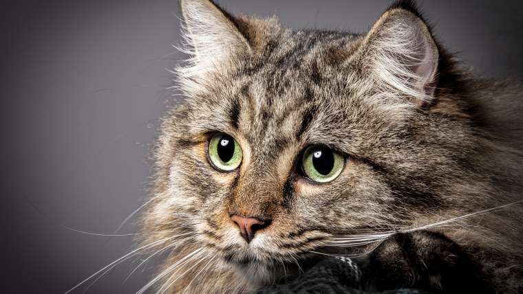 Взгляд кошки