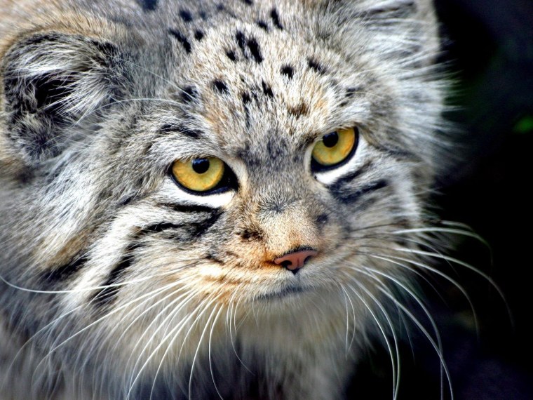 Сибирский дикий кот Манул