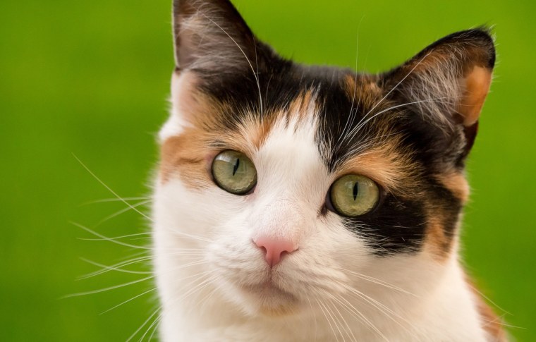 Морда кошки