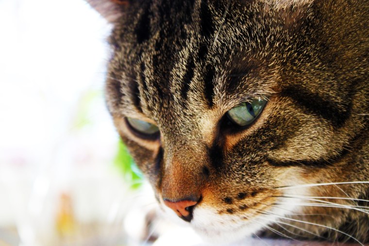 Хитрая Кошачья морда