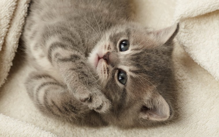 Картинки котят