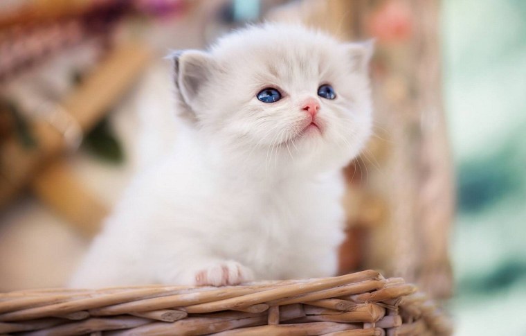 Кошка вискас