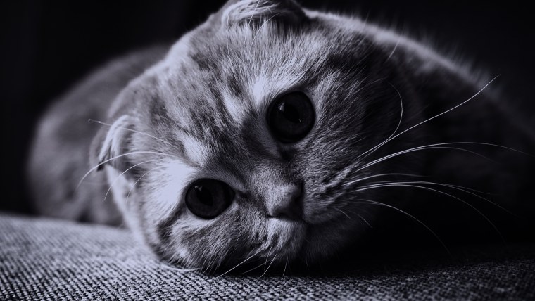 Рихардс Донскис