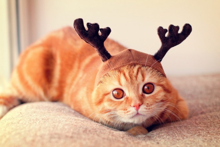 Красивые котята