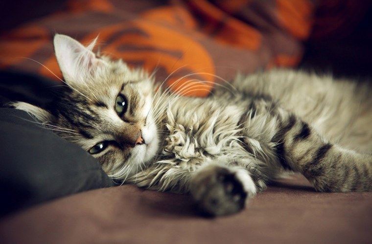 Умоляющий котенок