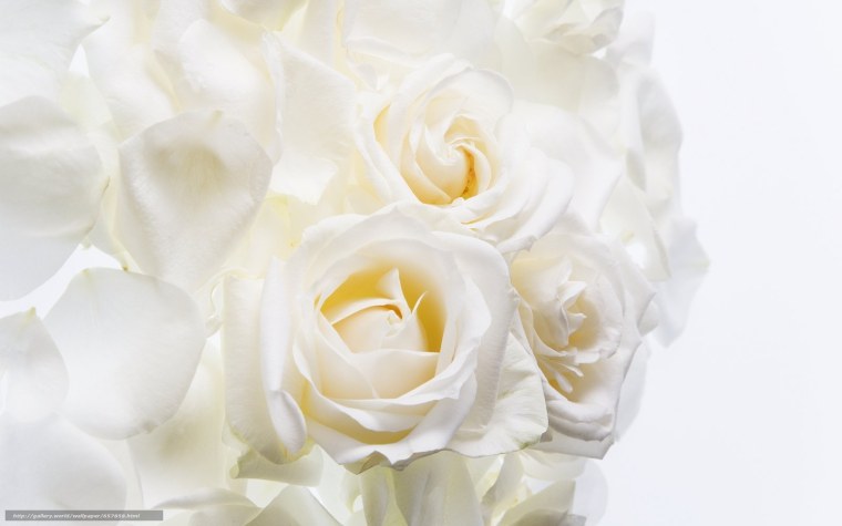 Красная роза на черном