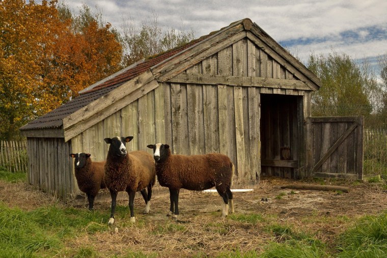 Хлев для скота