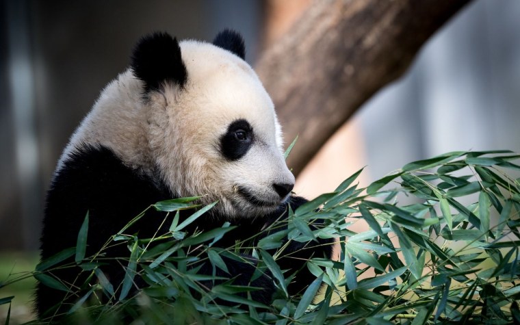 Красивые пандочки милые