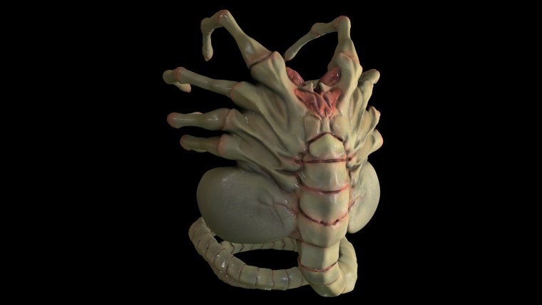 Королевский Фейсхаггер