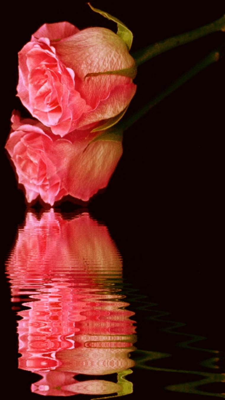 Движущие цветы живые