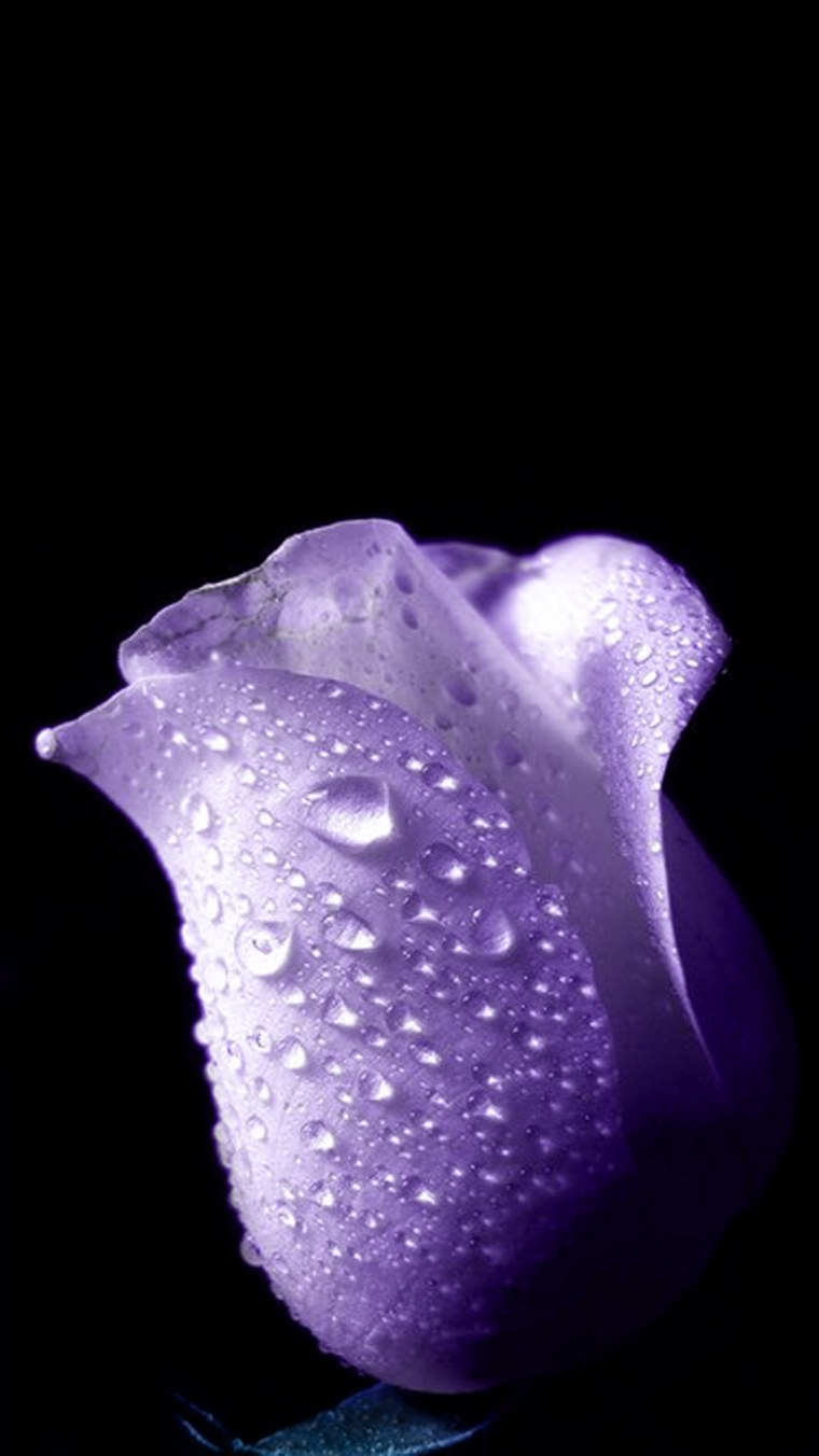 Обои на телефон популярные