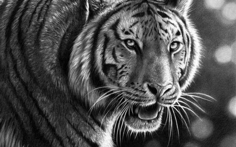 Тигр чёрно белый