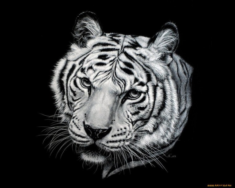 Картина тигр черно белая