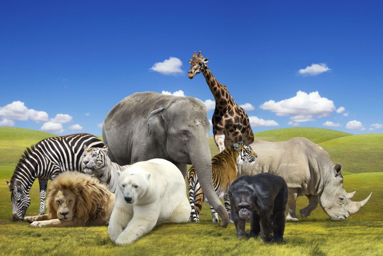 Вилд Энималс