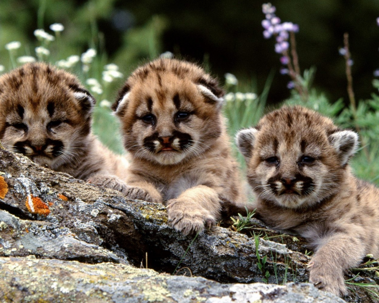 Маленькие тигрята и львята