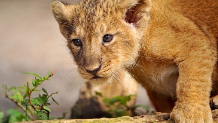 Львенок Филипп