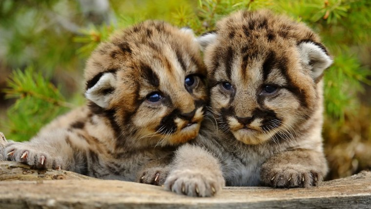 Милые тигрята