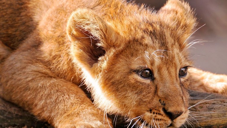 Красивый Львенок