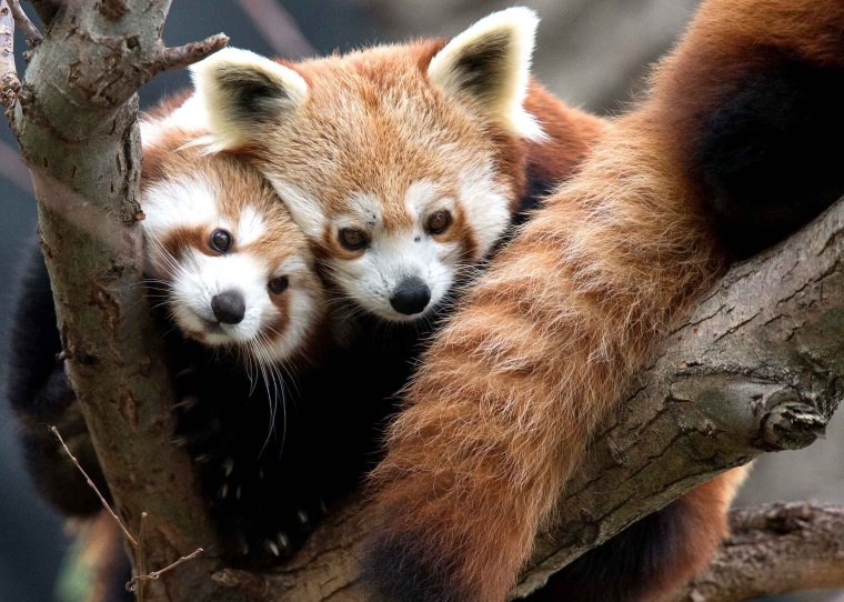 Детеныши животных