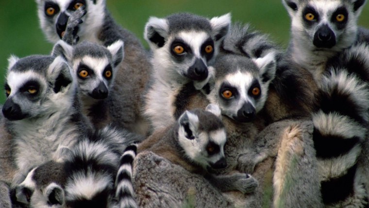 Лемур Мадагаскар