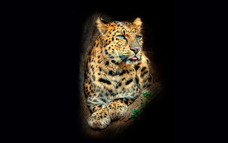 Леопард на черном фоне