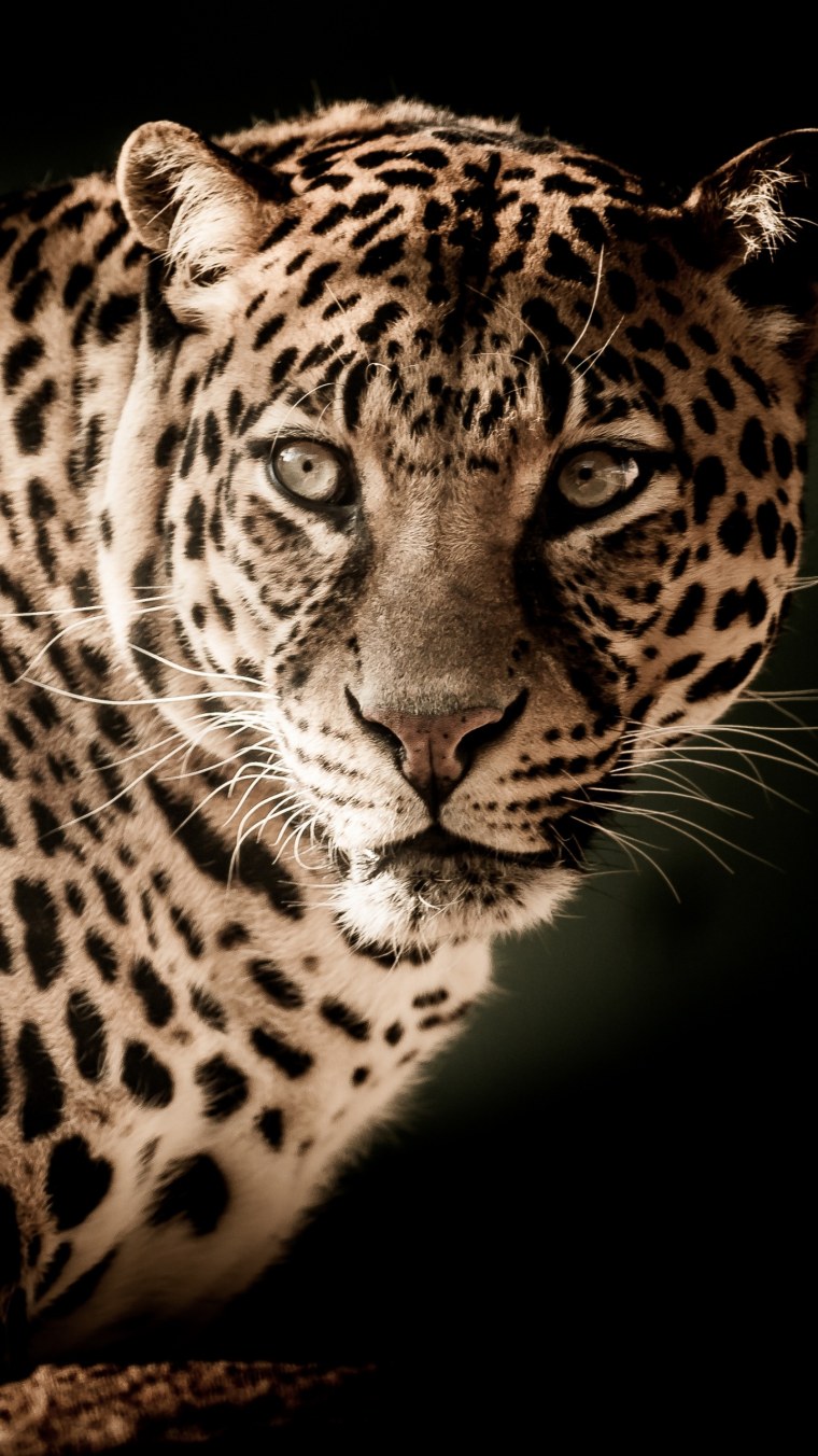 Леопард морда