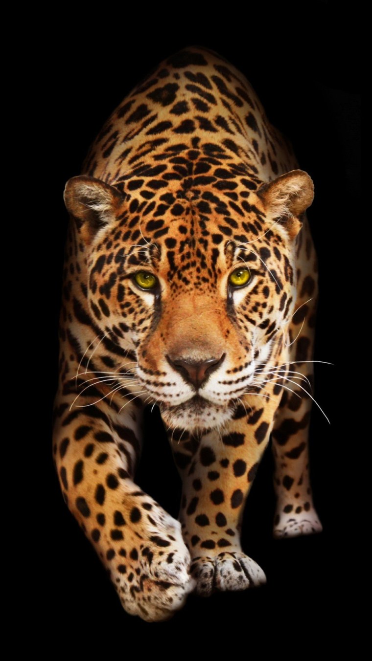 Леопард гепард пантера