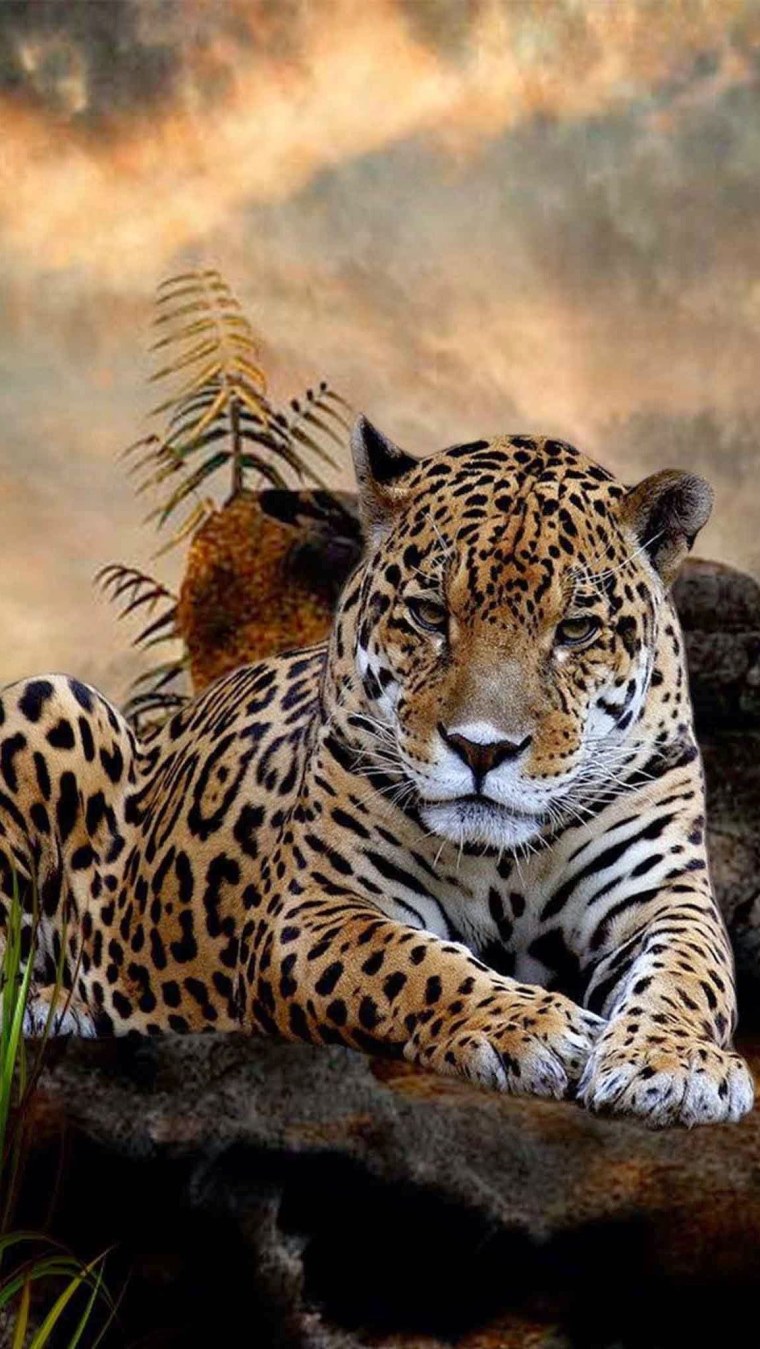 Синий леопард