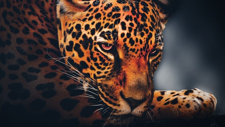 Обои на рабочий стол леопард