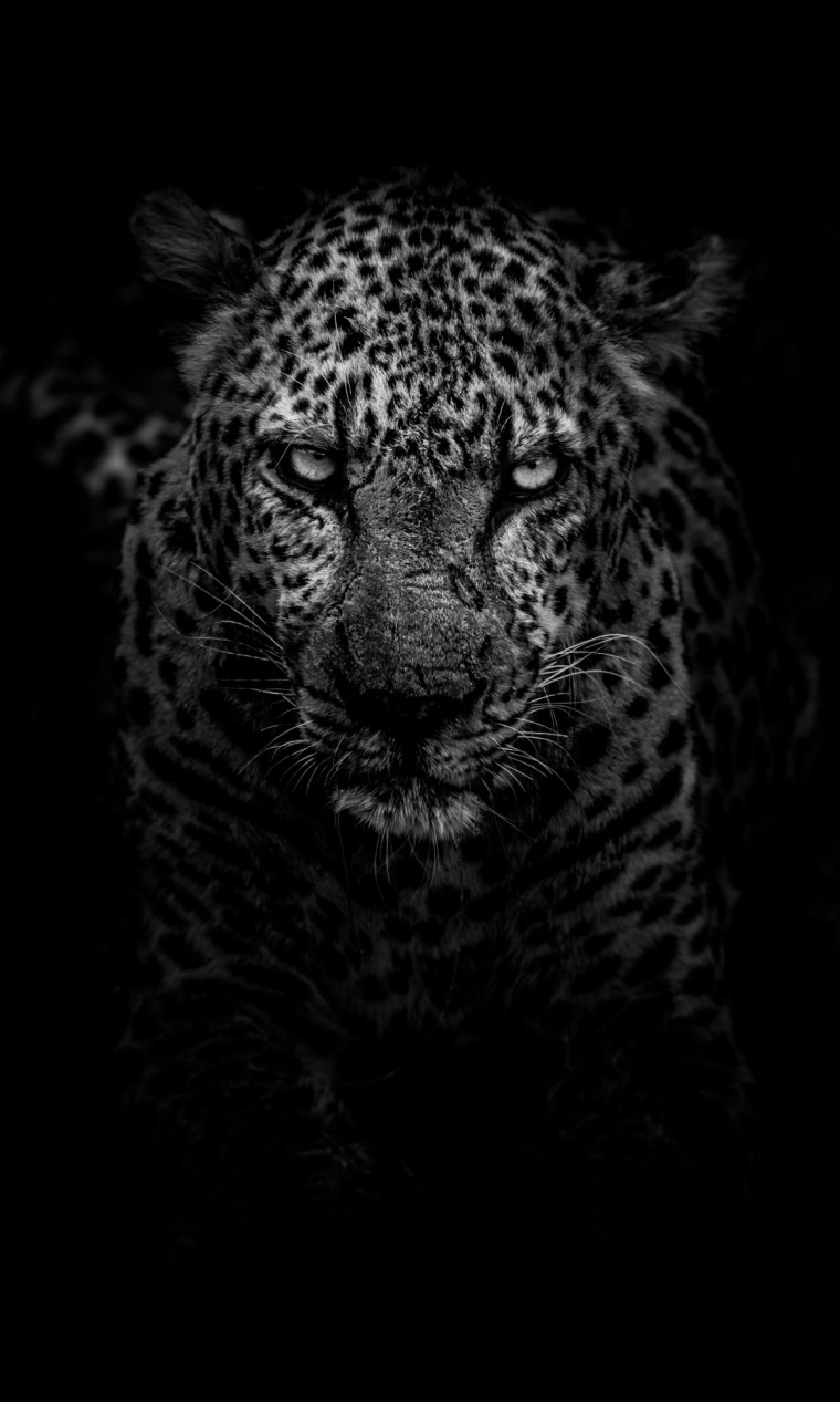 Леопард черно белый