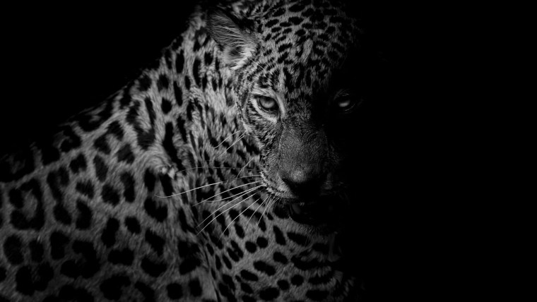 Черный гепард